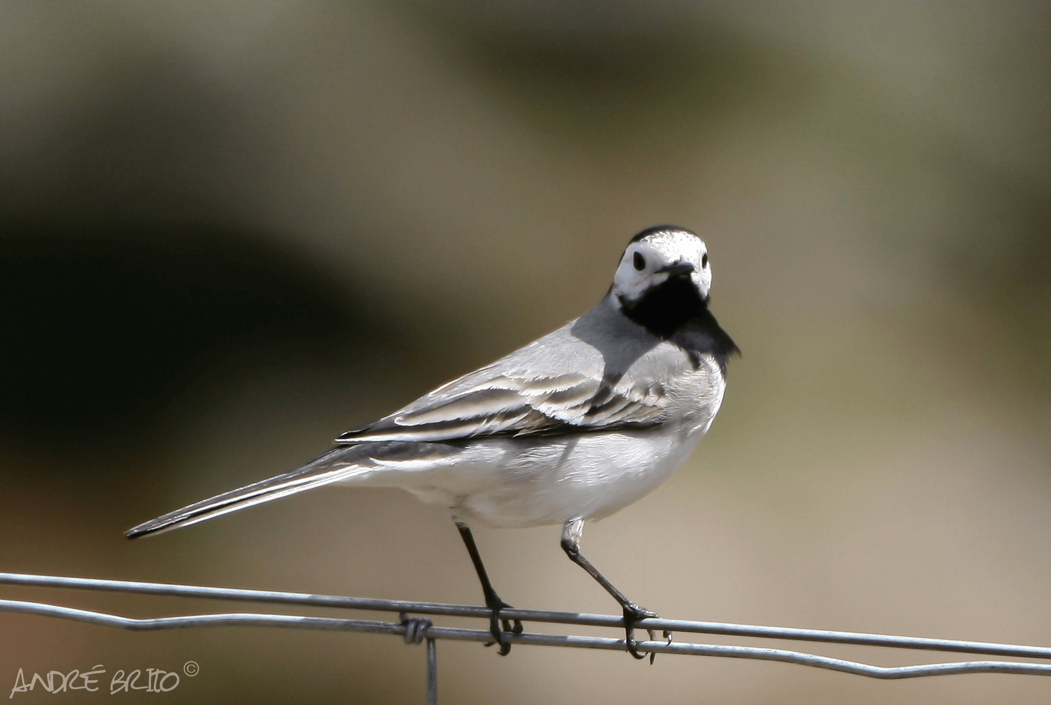 A Nossa Fauna Santu rio Animal Vida Boa