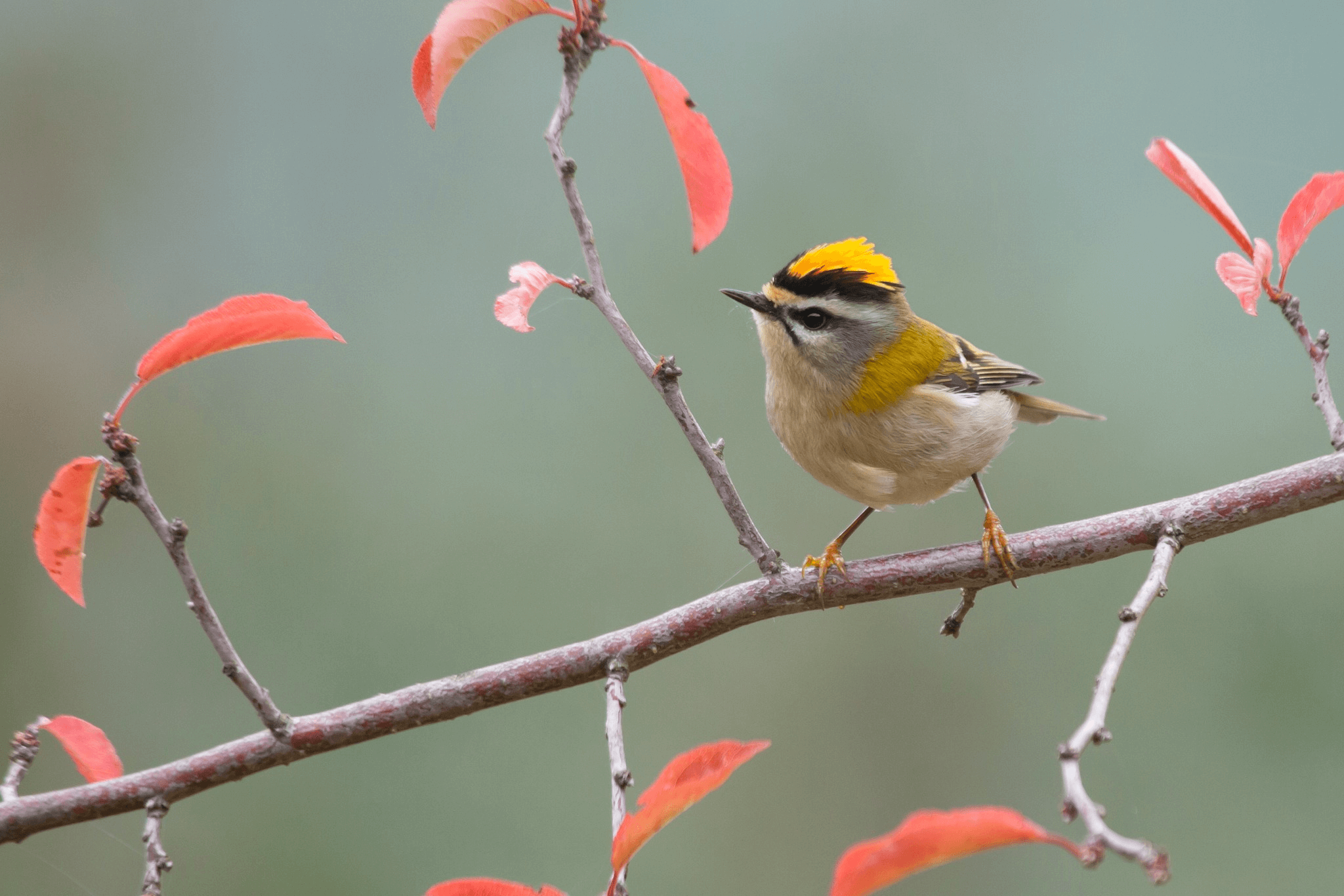 A Nossa Fauna Santu rio Animal Vida Boa