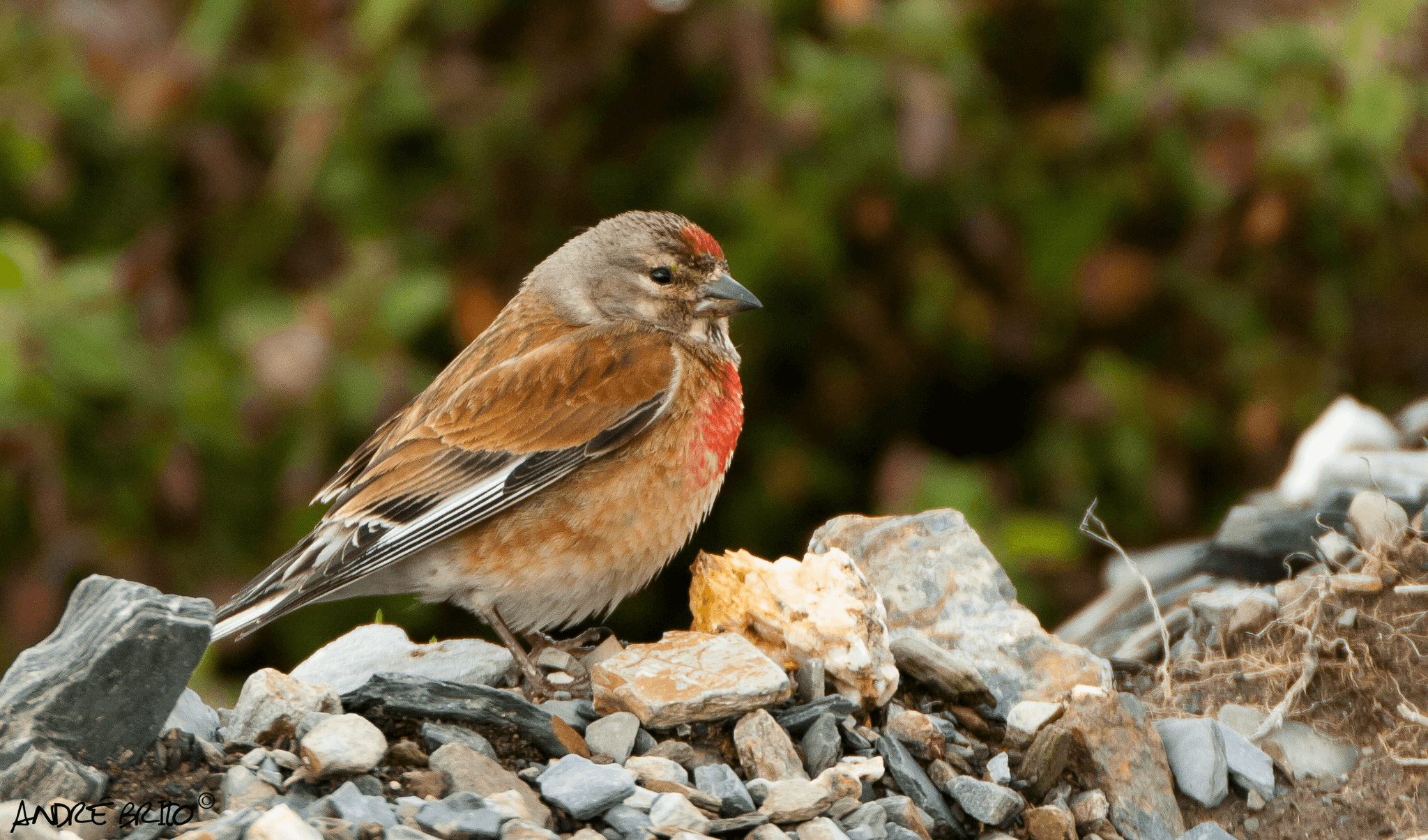 A Nossa Fauna Santu rio Animal Vida Boa