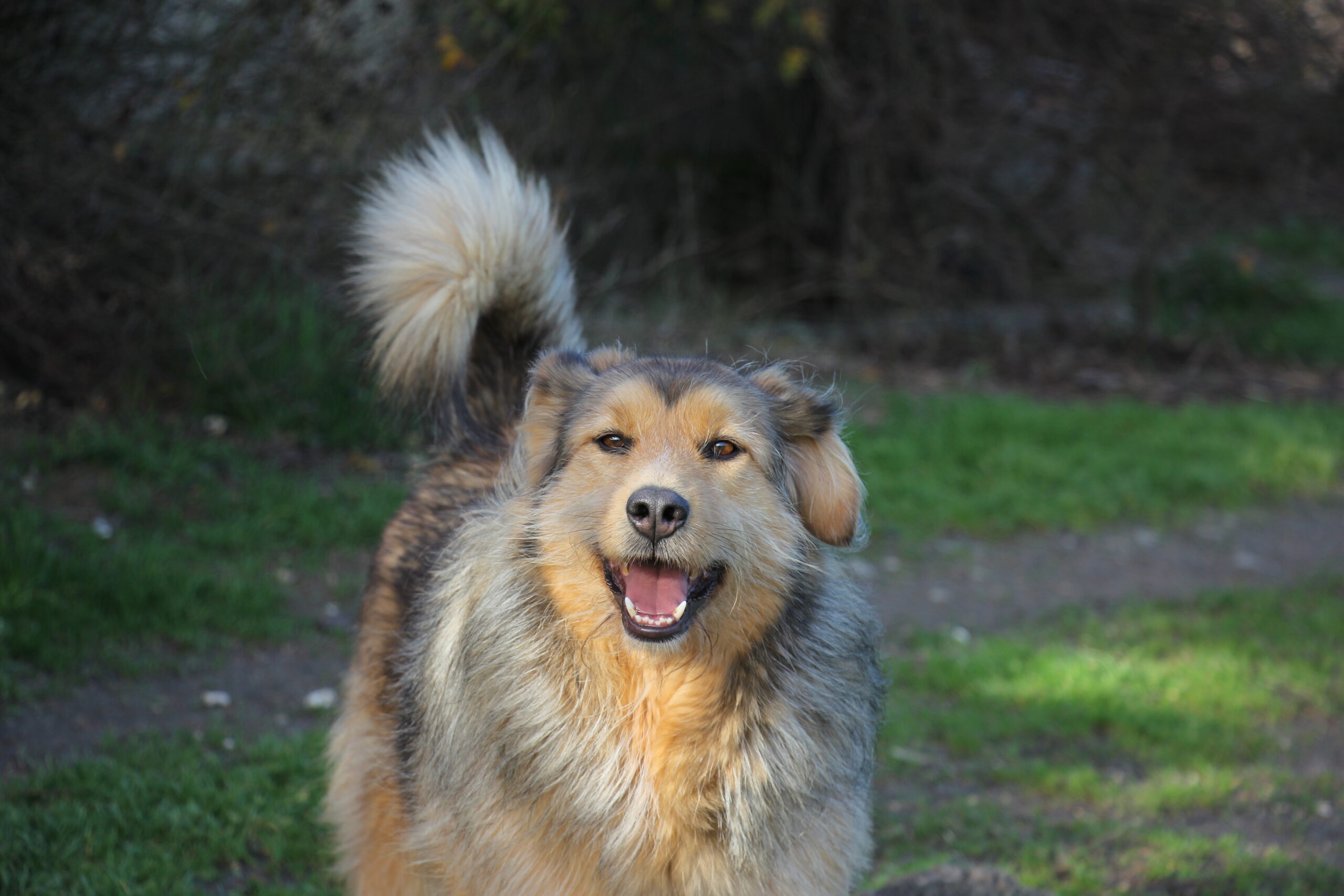 Barbichas Santu rio Animal Vida Boa