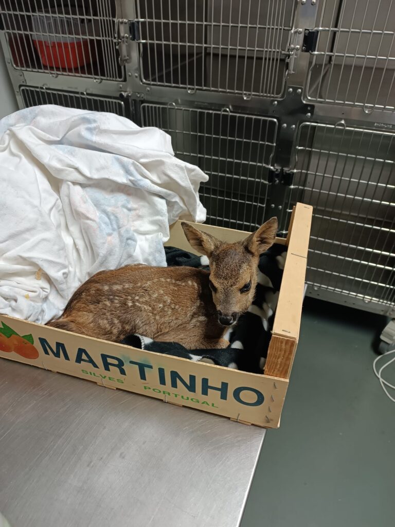 Cor o Santu rio Animal Vida Boa