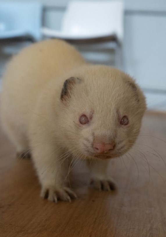 Braille Santu rio Animal Vida Boa